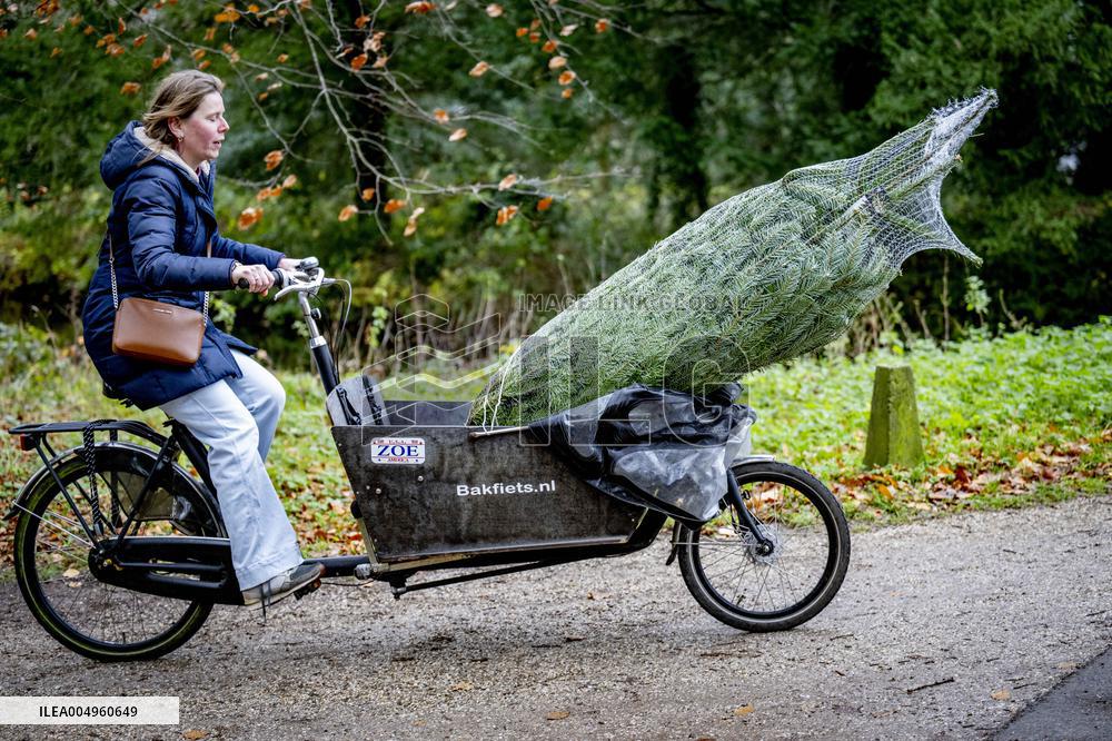 Christmas Tree Sales - Netherlands