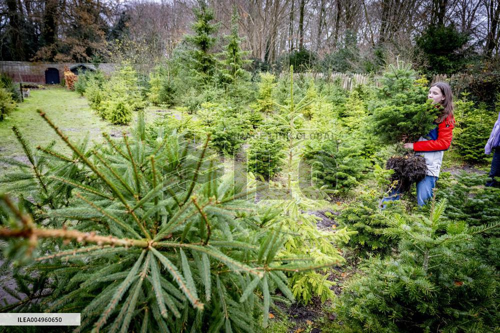 Christmas Tree Sales - Netherlands