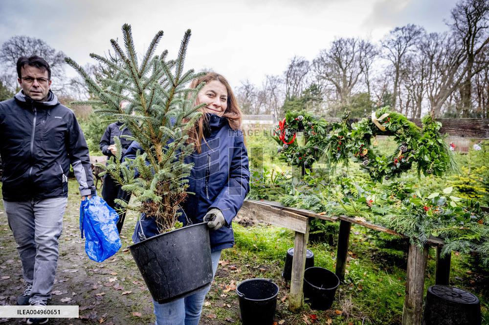 Christmas Tree Sales - Netherlands