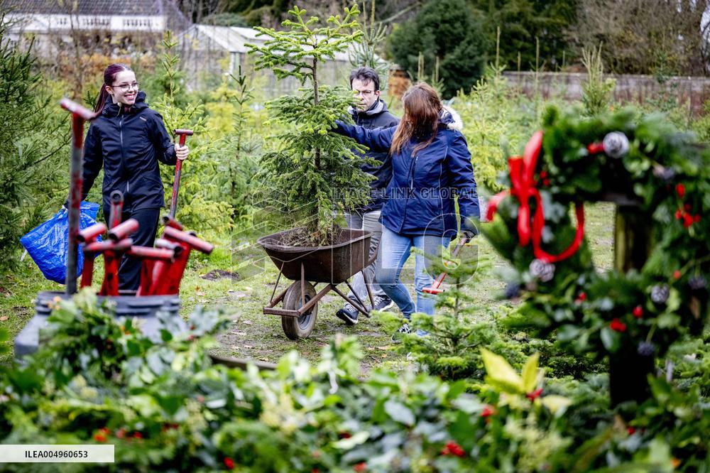 Christmas Tree Sales - Netherlands