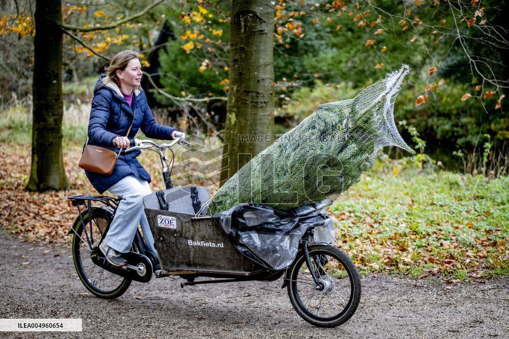 Christmas Tree Sales - Netherlands