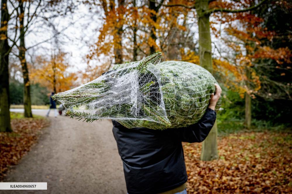 Christmas Tree Sales - Netherlands