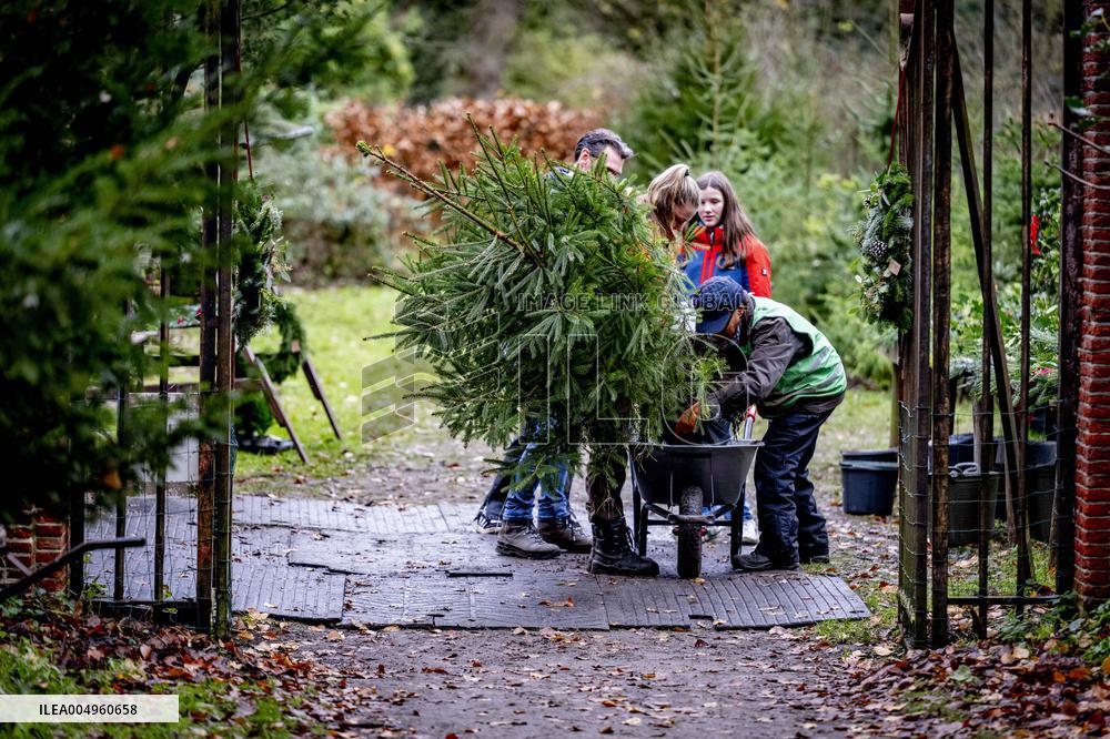 Christmas Tree Sales - Netherlands