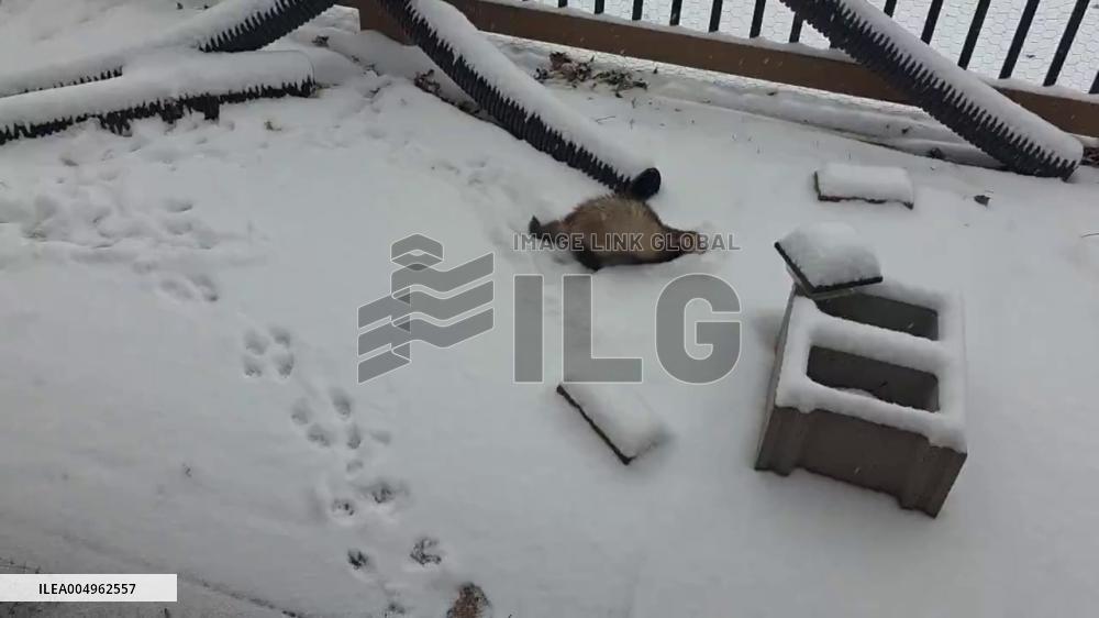 US: Snow Accumulates Across Kansas as Ferrets Enjoy First Snowfall