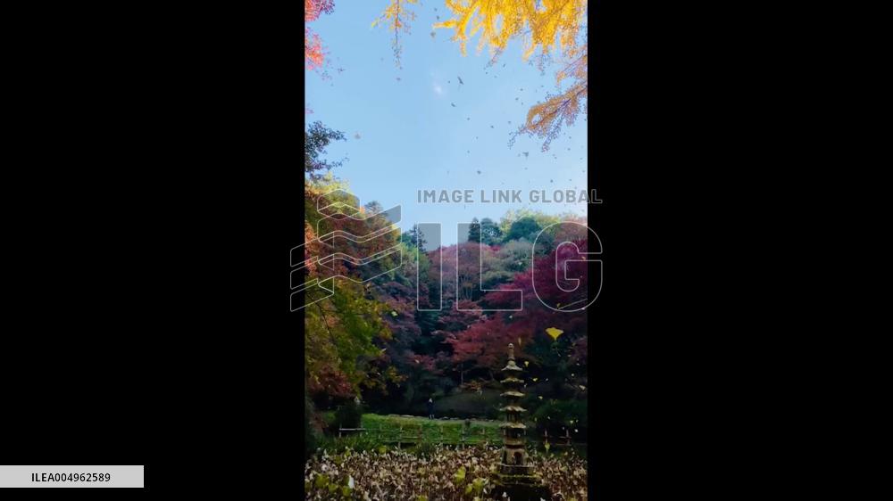 Japan: Autumn Colors Reach Their Peak Across Kyoto, Attracting Visitors 4