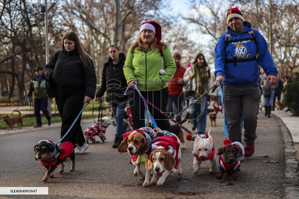Santa Dog Walk - Budapest