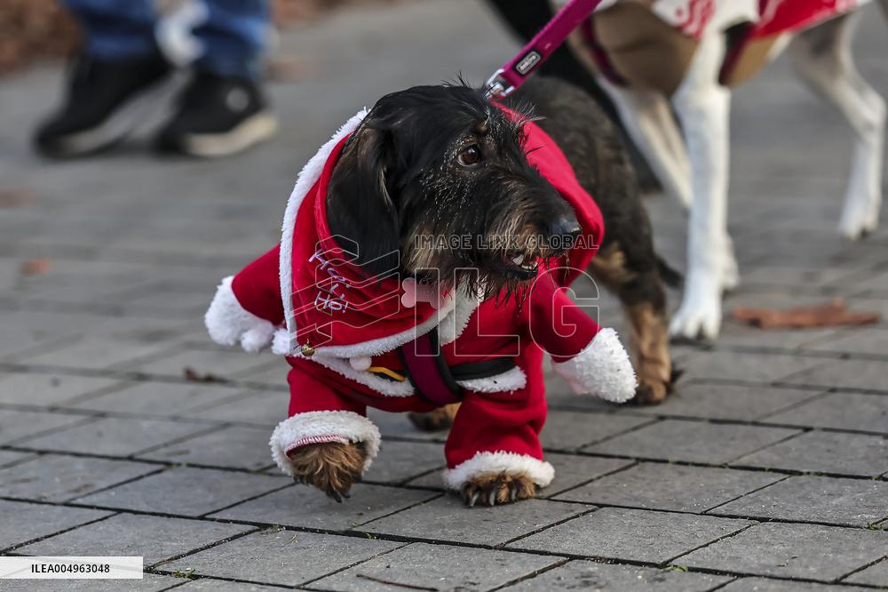 Santa Dog Walk - Budapest