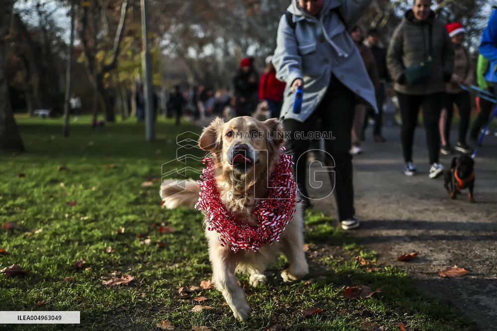 Santa Dog Walk - Budapest