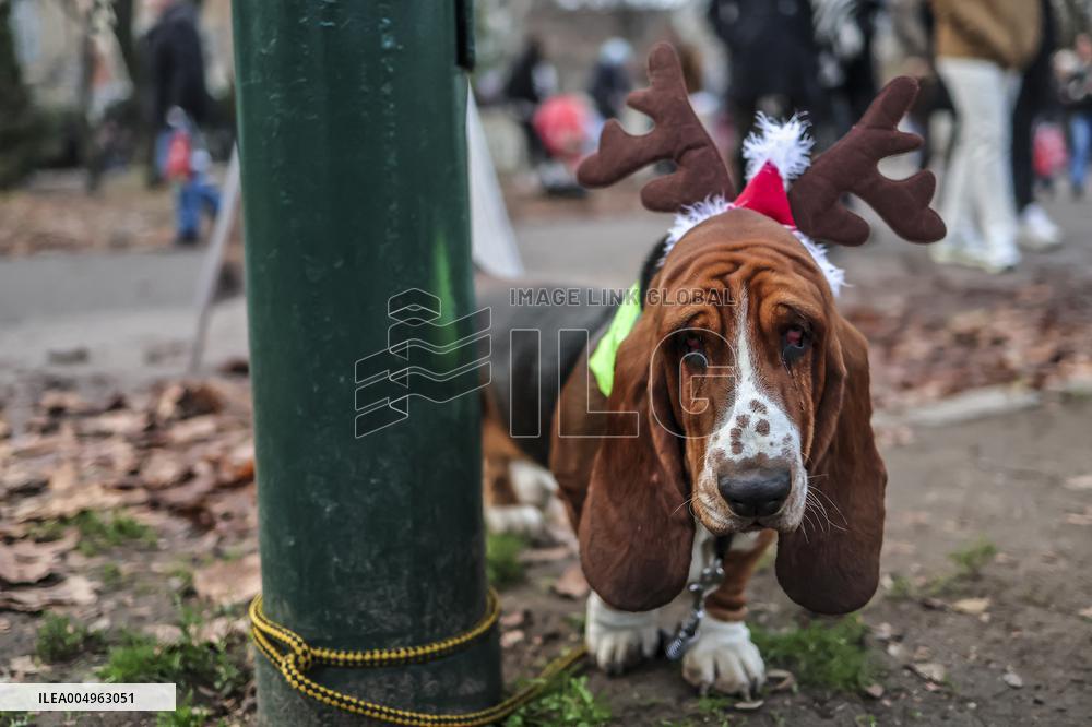 Santa Dog Walk - Budapest