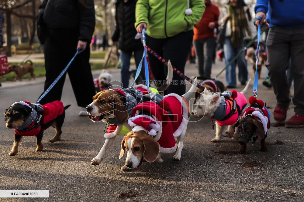 Santa Dog Walk - Budapest