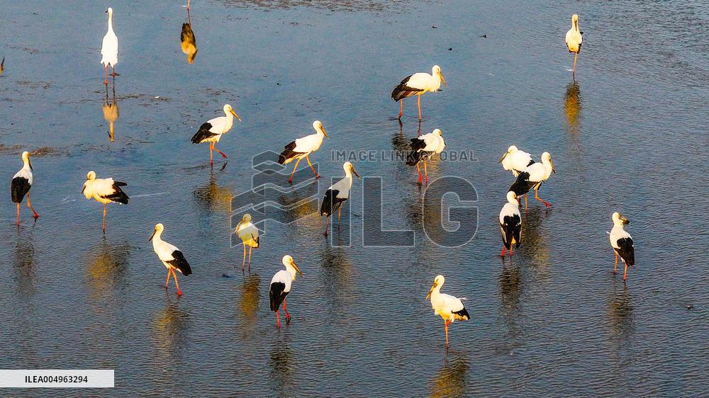 Oriental White Storks
