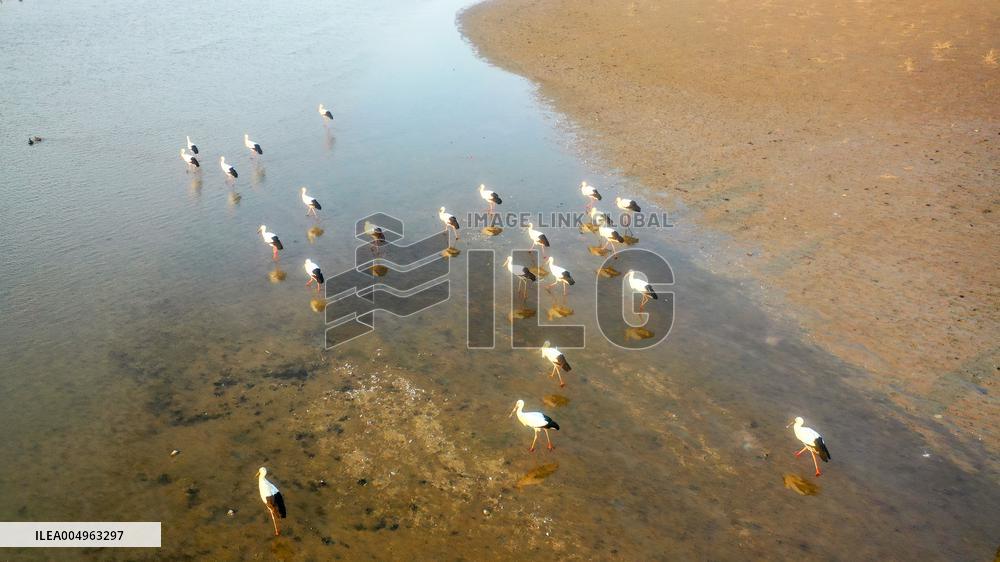 Oriental White Storks