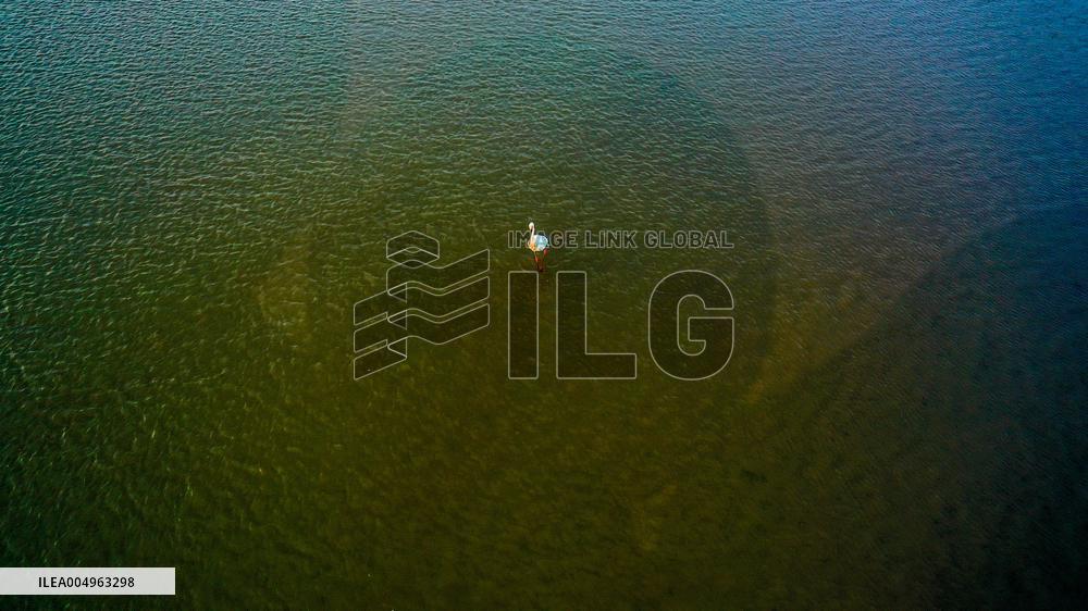 Oriental White Storks