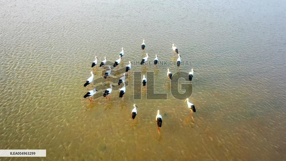 Oriental White Storks