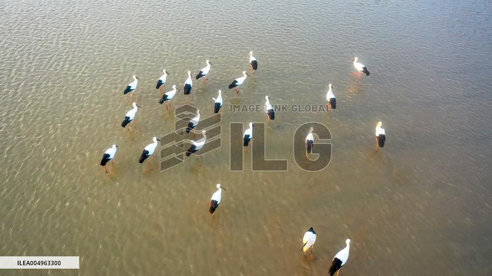 Oriental White Storks