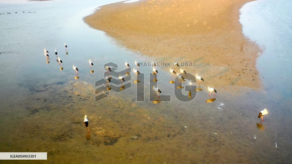 Oriental White Storks