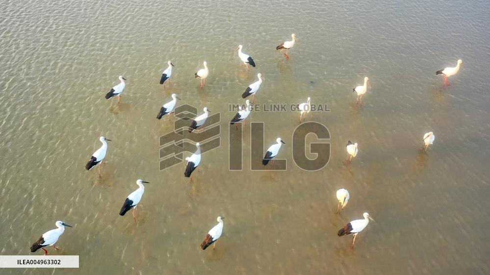 Oriental White Storks