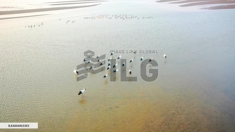 Oriental White Storks