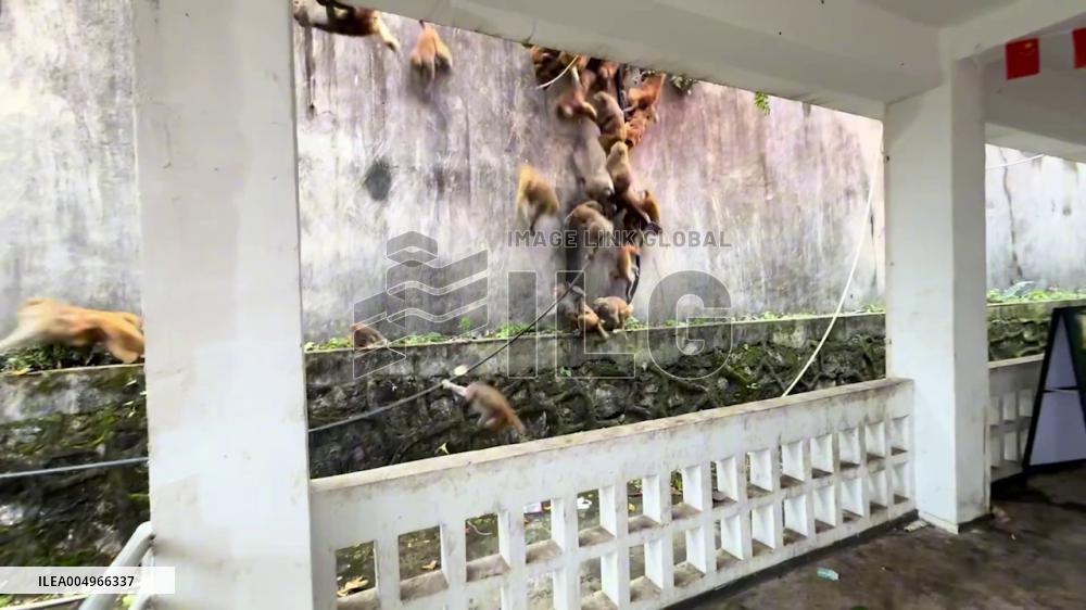 China: Over 100 Monkeys Race Down Mountain in Dramatic Scene in Guizhou