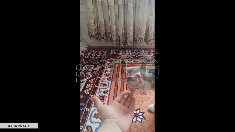 China: Kitten Wobbles on Hind Legs After First Taste of Corn