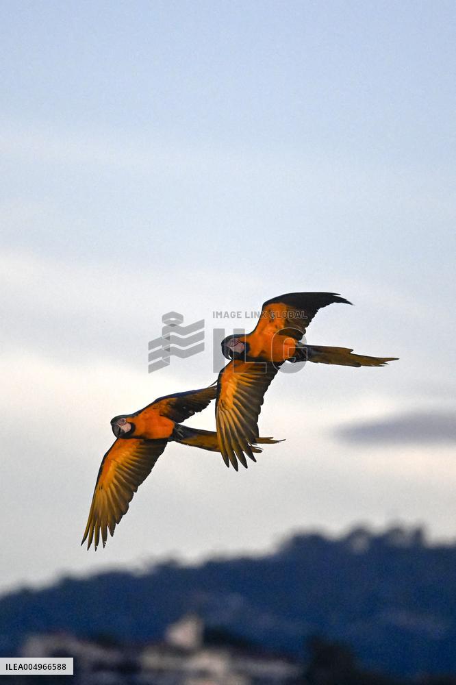 Two Macaws Fly in The Sky Over Caracas - Venezuela
