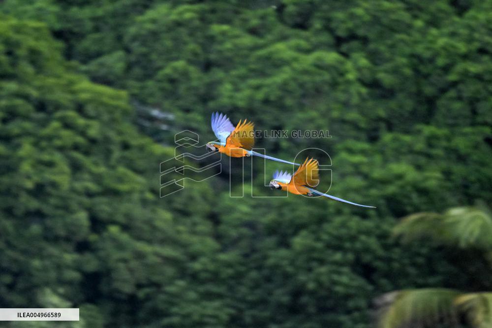 Two Macaws Fly in The Sky Over Caracas - Venezuela