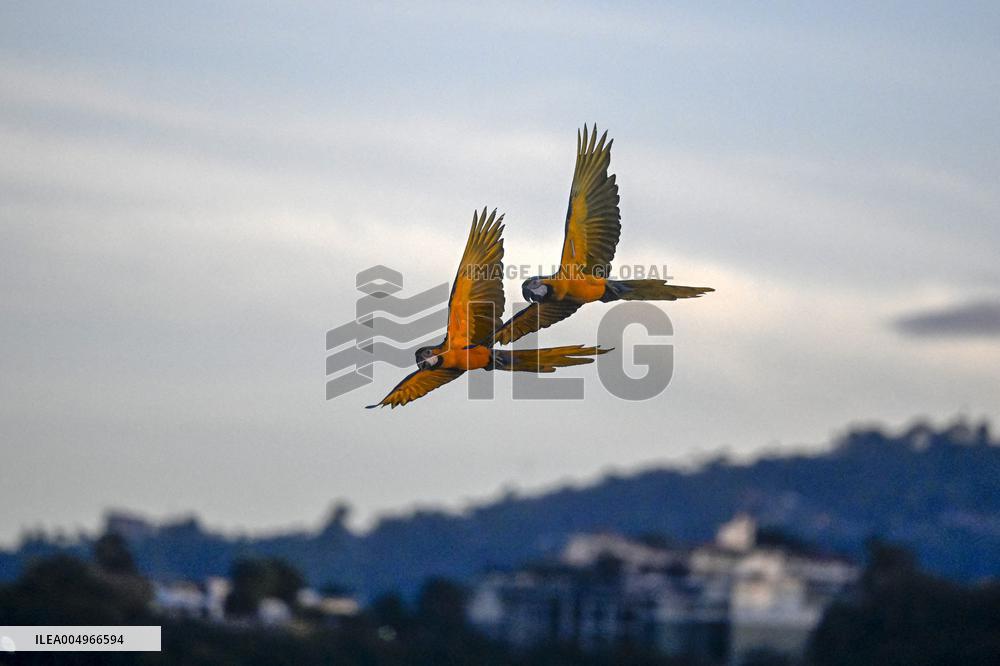 Two Macaws Fly in The Sky Over Caracas - Venezuela