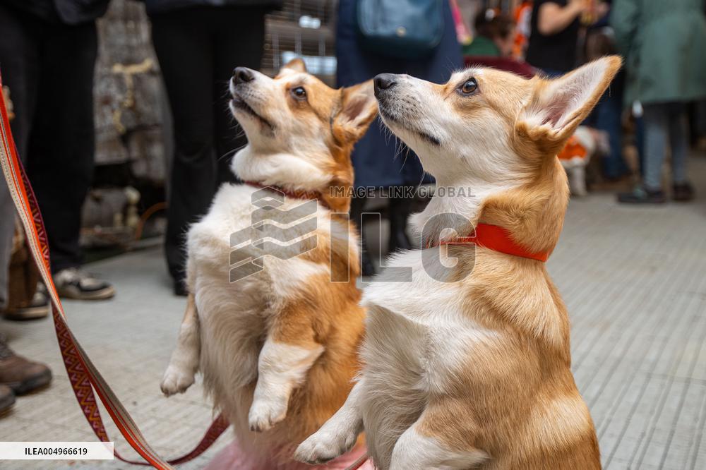 Corgi Fest