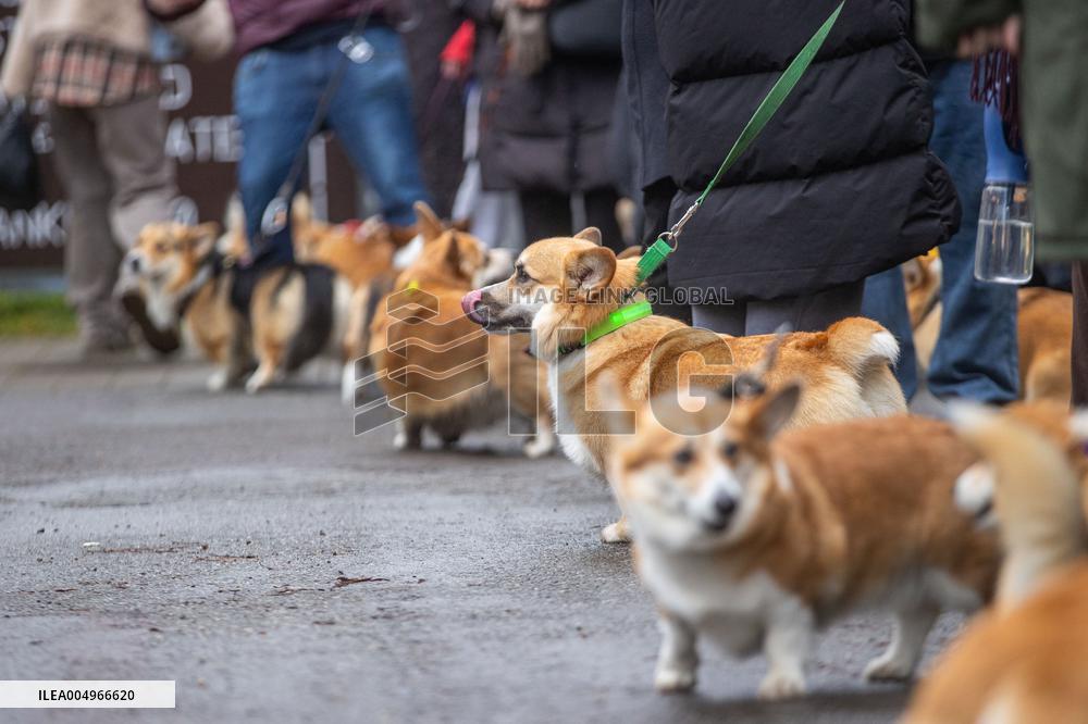 Corgi Fest