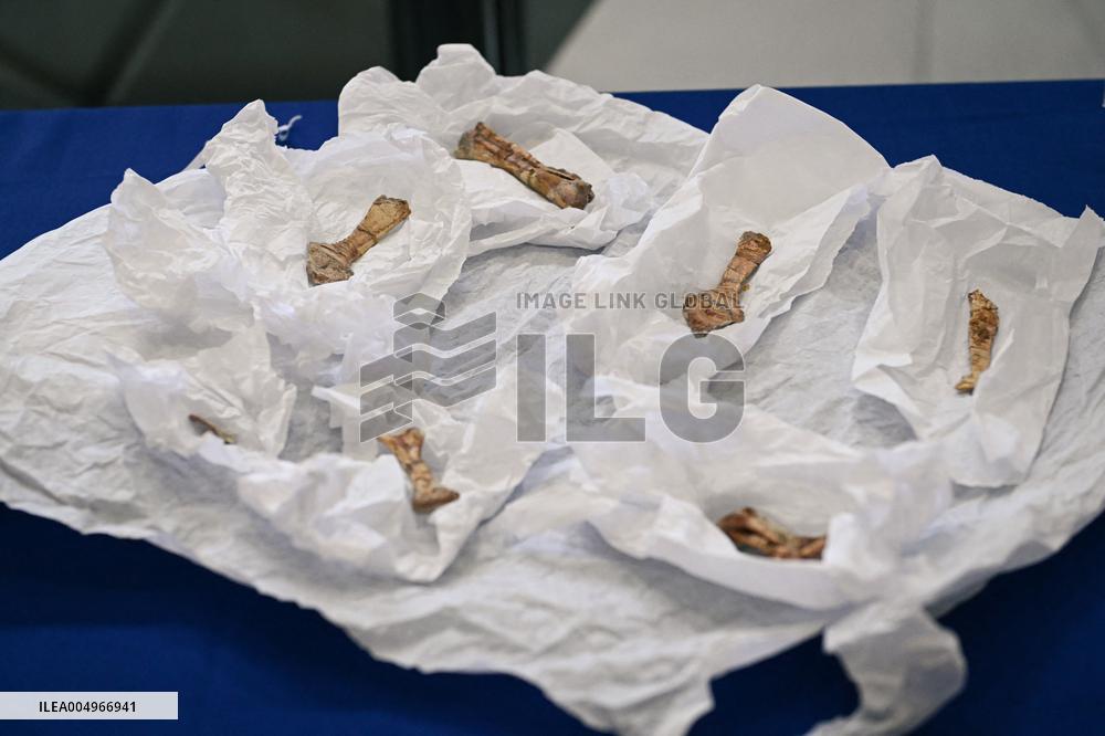 Return of prehistoric cultural property to the Mongolian authorities in Paris FA