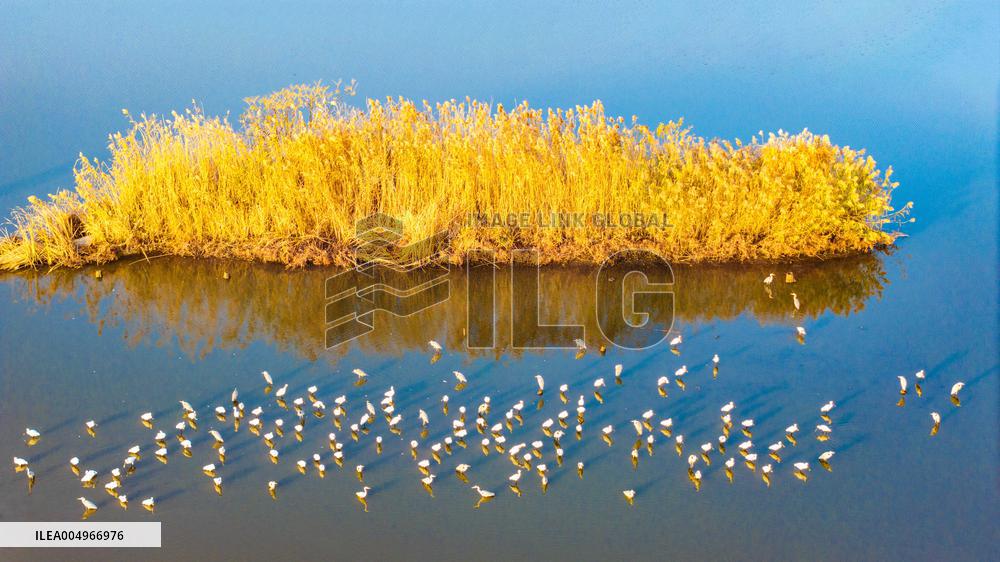 #CHINA-WINTER SCENERY (CN)