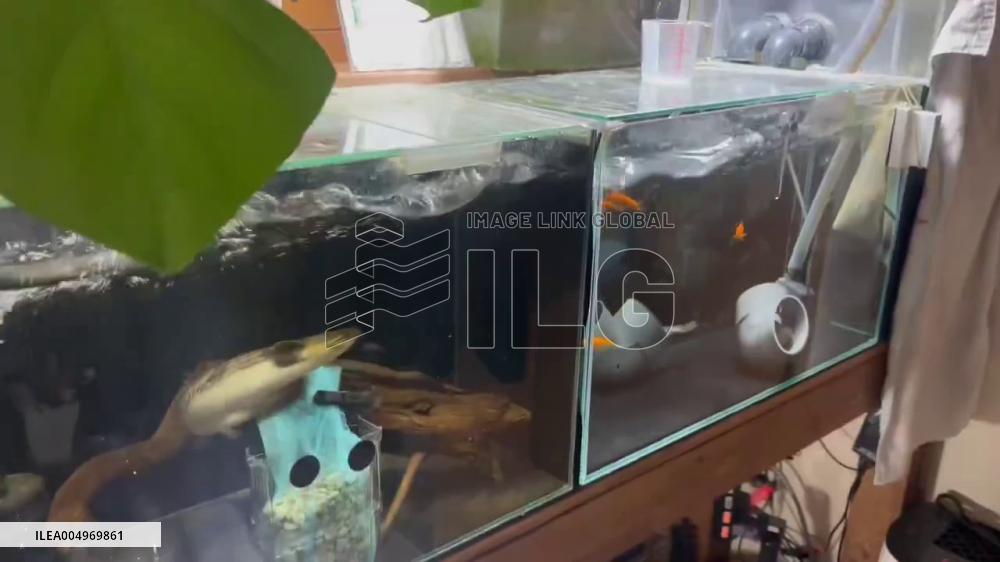 Japan: Water Overflows From Fish Tank During Powerful M7.5 Earthquake