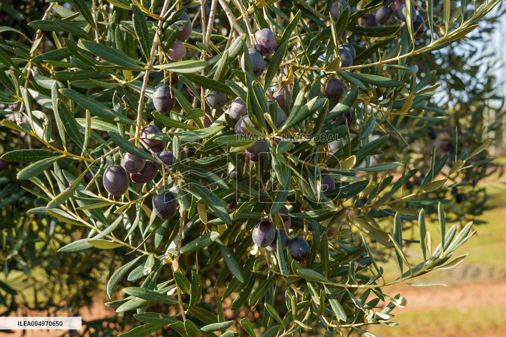 Olive Groves Full of Olives at Peak Season - Spain