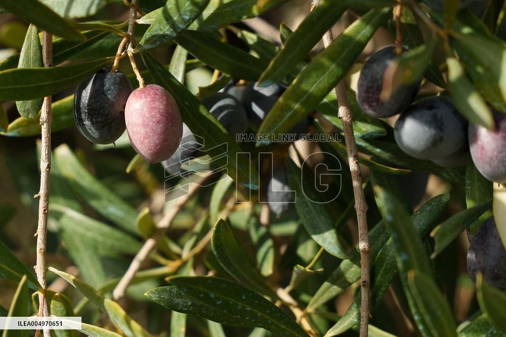 Olive Groves Full of Olives at Peak Season - Spain
