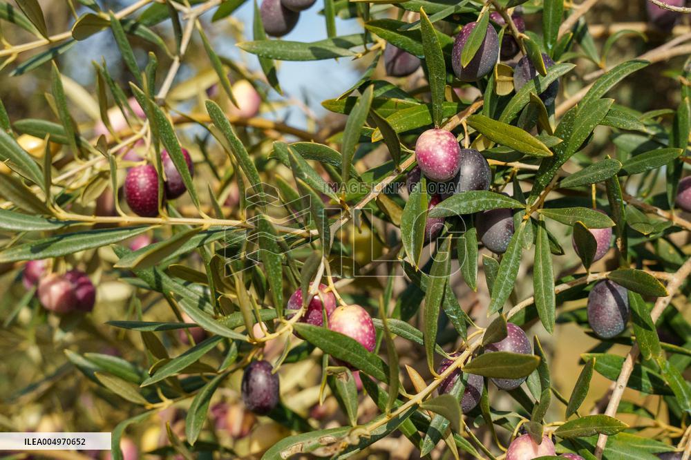 Olive Groves Full of Olives at Peak Season - Spain