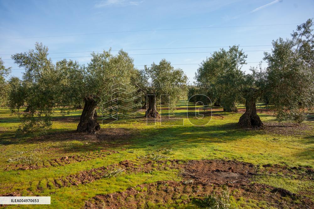 Olive Groves Full of Olives at Peak Season - Spain