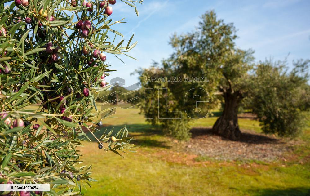 Olive Groves Full of Olives at Peak Season - Spain