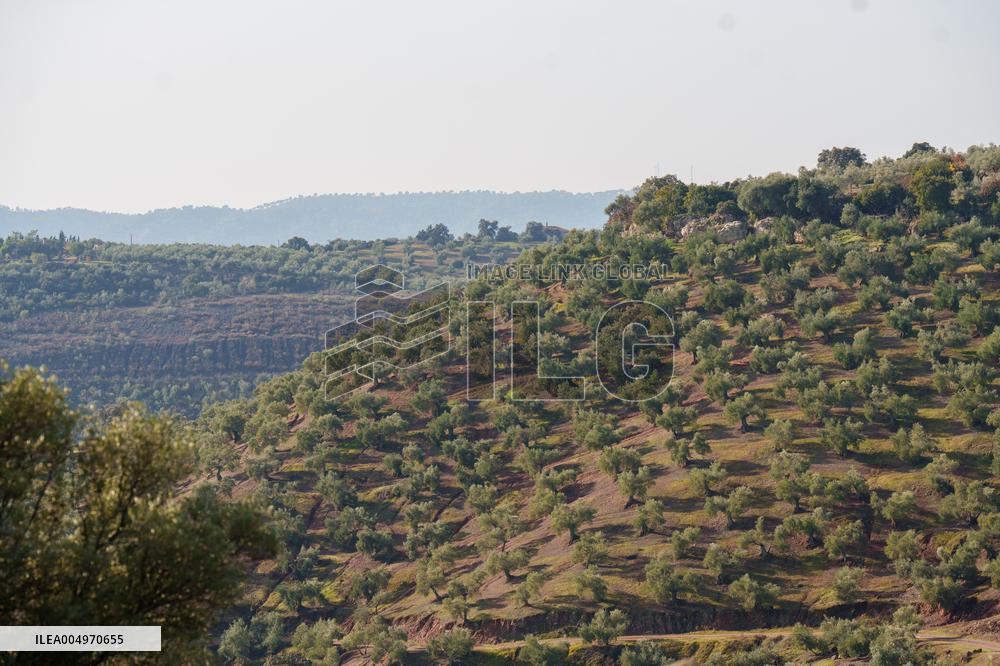 Olive Groves Full of Olives at Peak Season - Spain