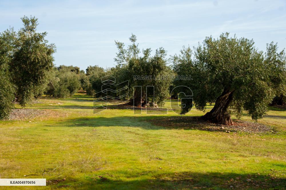 Olive Groves Full of Olives at Peak Season - Spain