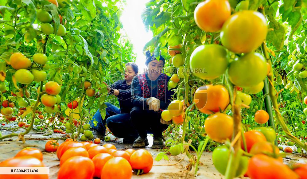 Vegetable Greenhouse