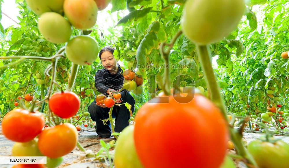 Vegetable Greenhouse