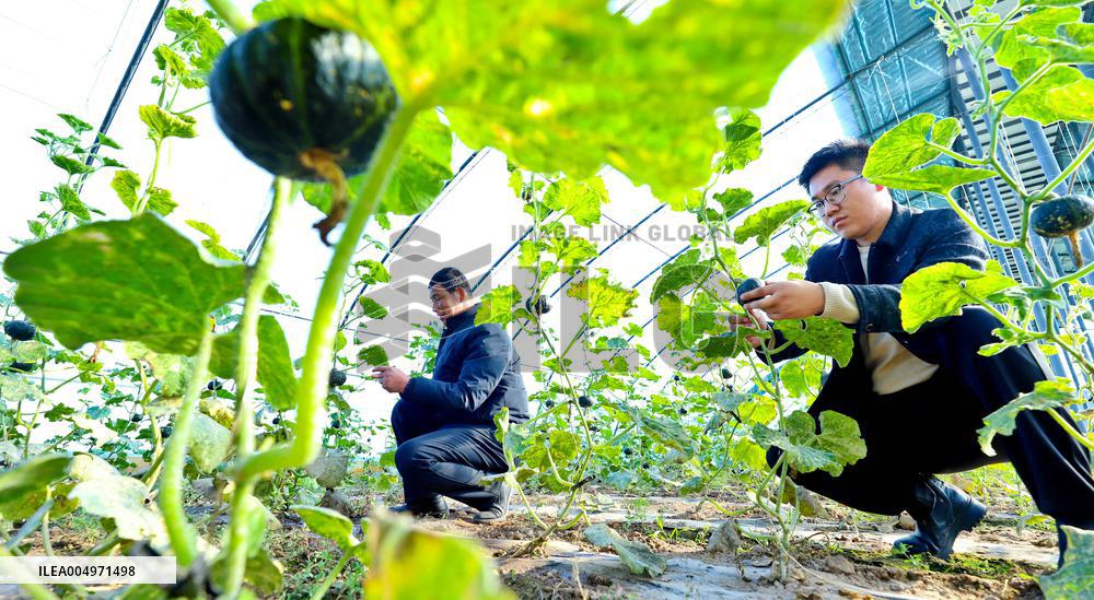 Vegetable Greenhouse