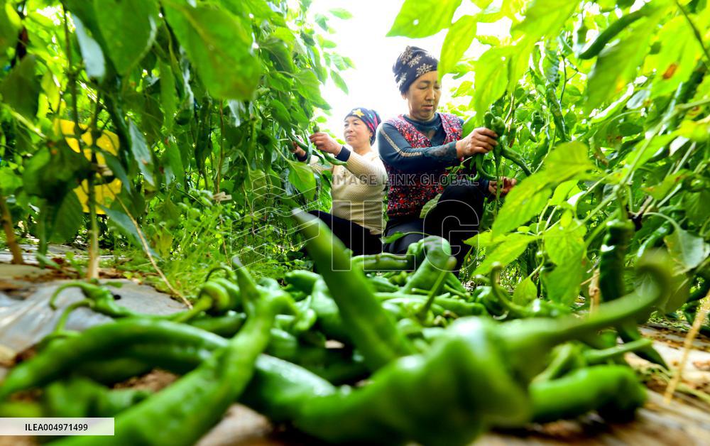 Vegetable Greenhouse