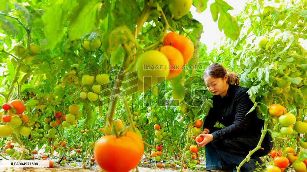 Vegetable Greenhouse