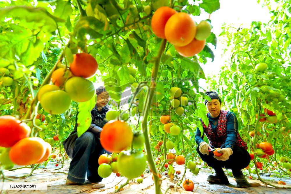 Vegetable Greenhouse