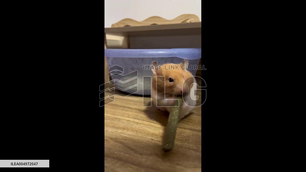 China: Greedy Hamster Tries to Swallow Oversized Snack in Sichuan