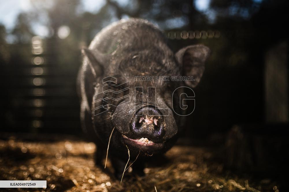 Catalonia Declares State of Emergency Due to African Swine Fever - Spain