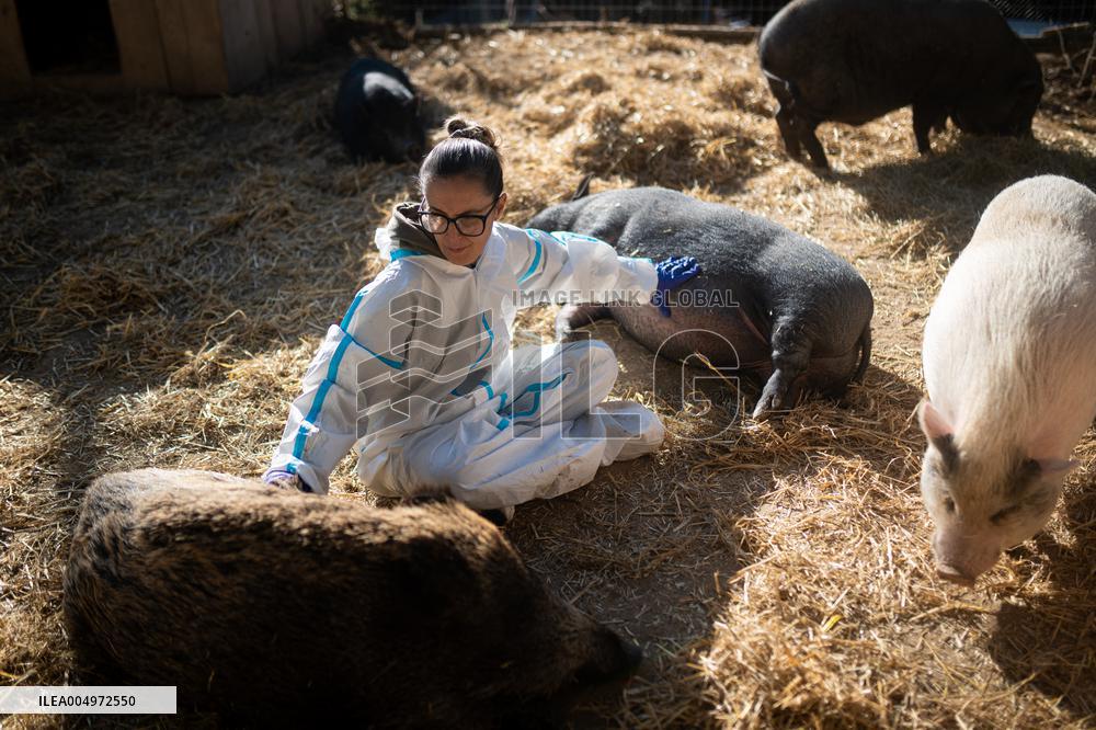 Catalonia Declares State of Emergency Due to African Swine Fever - Spain