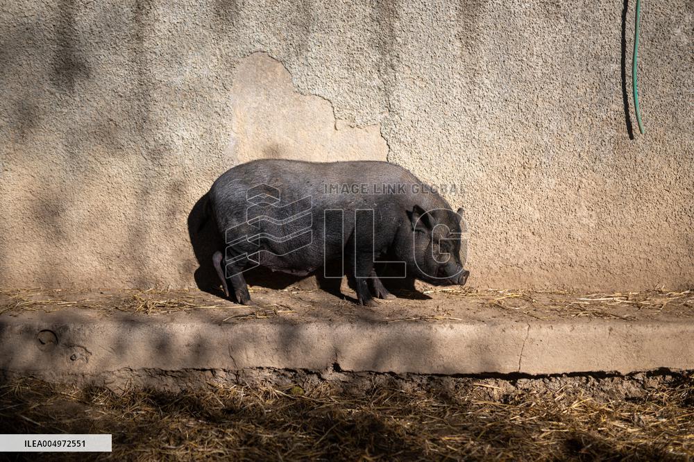 Catalonia Declares State of Emergency Due to African Swine Fever - Spain