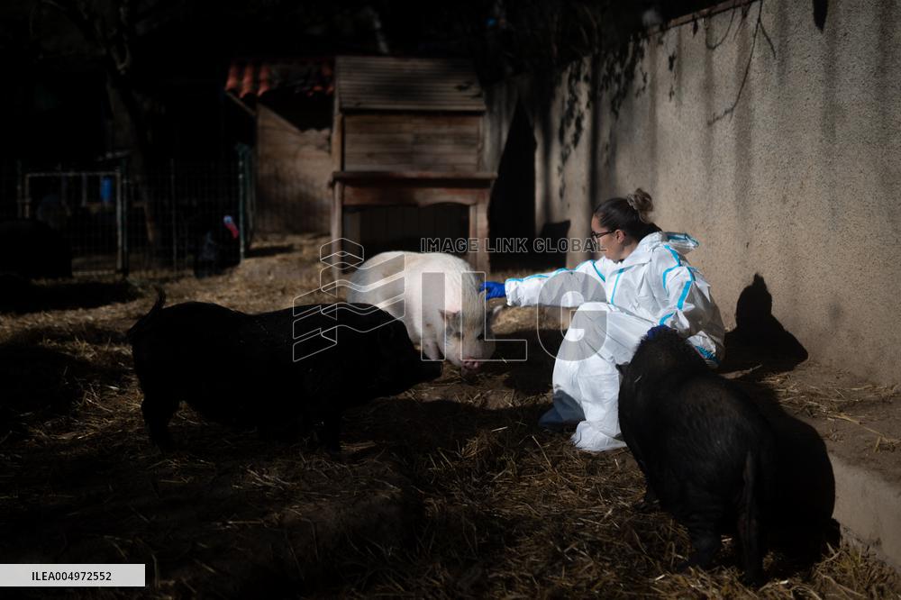 Catalonia Declares State of Emergency Due to African Swine Fever - Spain